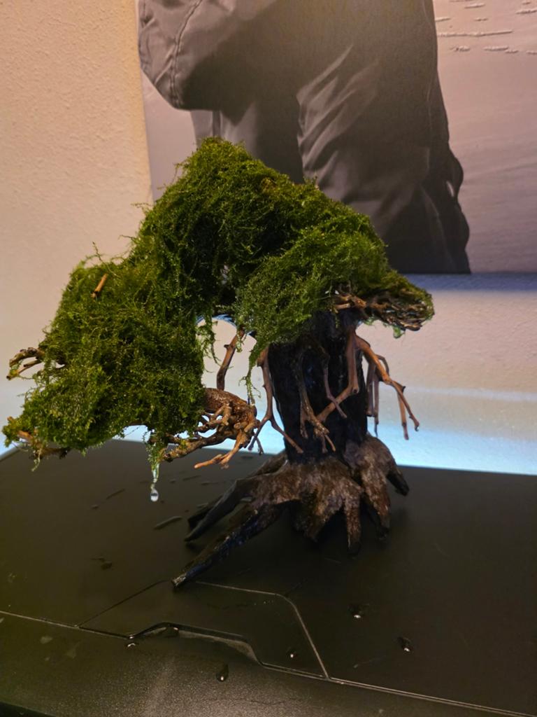 Bonsai boom voor in aquarium, Ophalen, Plant(en), Steen of Hout