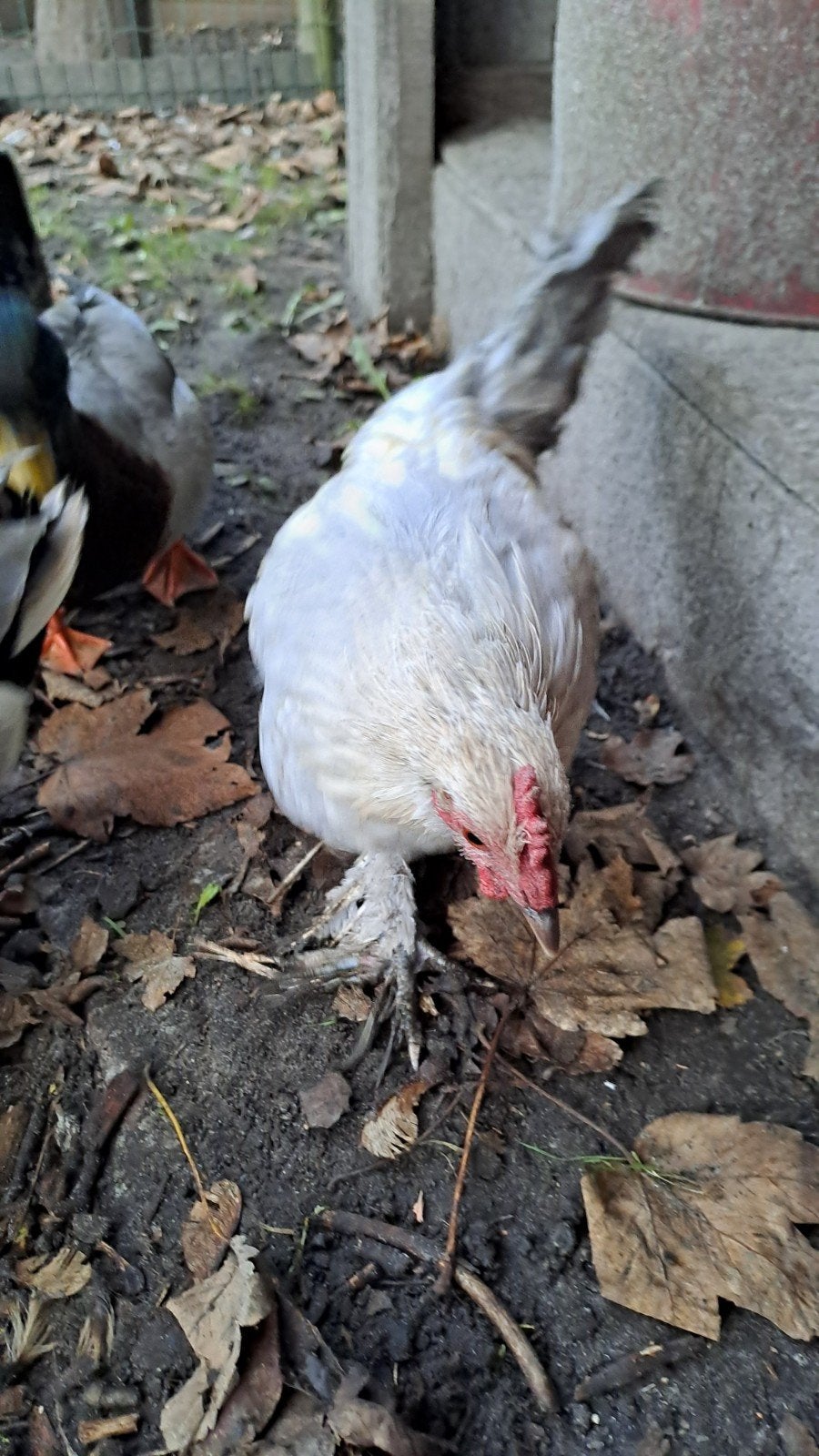 sabelpoot kriel isabel porselein, Dieren en Toebehoren