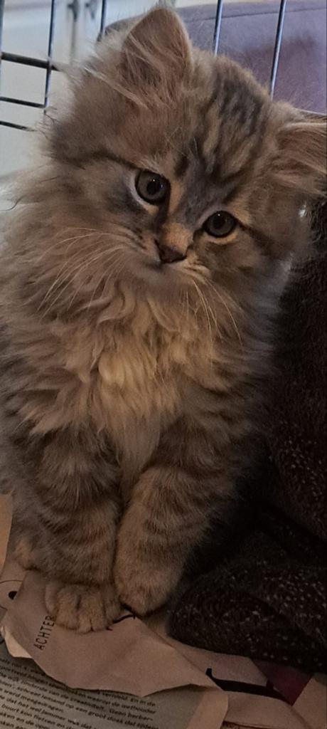 Prachtige Maine Coon Kittens, Dieren en Toebehoren, Katten en Kittens | Raskatten | Langhaar, Meerdere dieren, Ontwormd, 0 tot 2 jaar