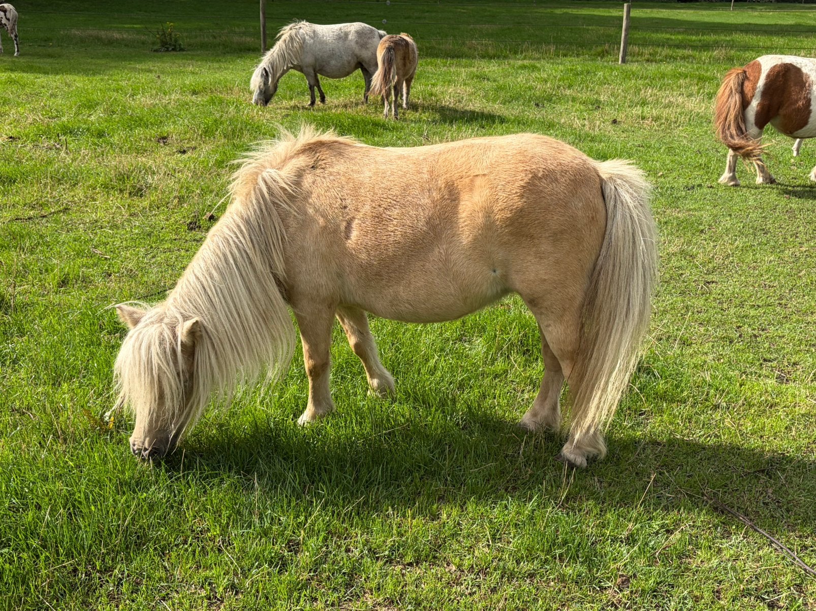 Mini merries en veulens, Merrie, A pony (tot 1.17m), 0 tot 2 jaar