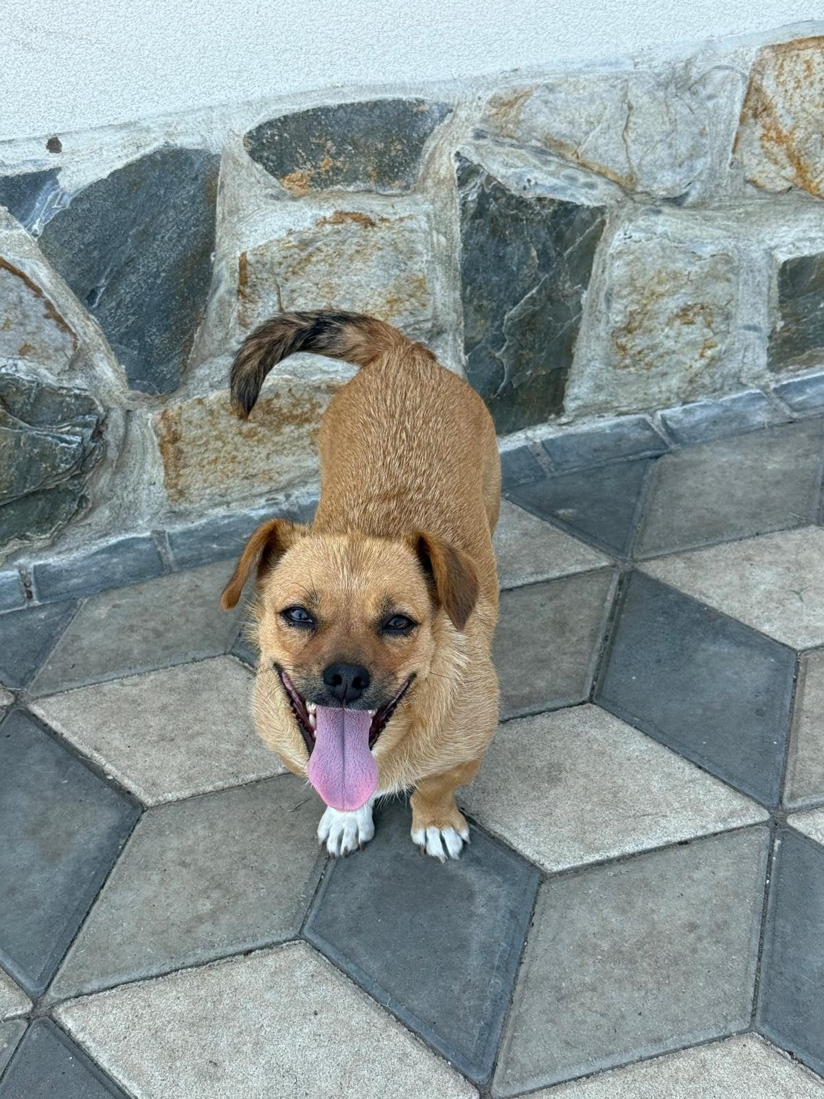 teef Ronja zoekt een thuis, help een hond, Particulier, 1 tot 2 jaar, Buitenland, Teef