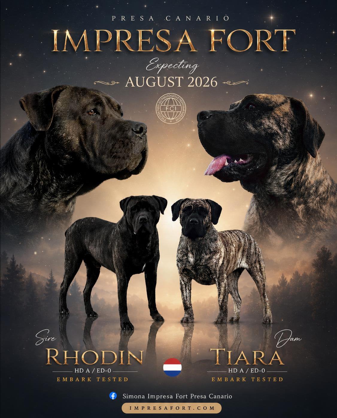 Presa canario pups teefjes FCI, Parvo, Nederland, Overige rassen, 8 tot 15 weken