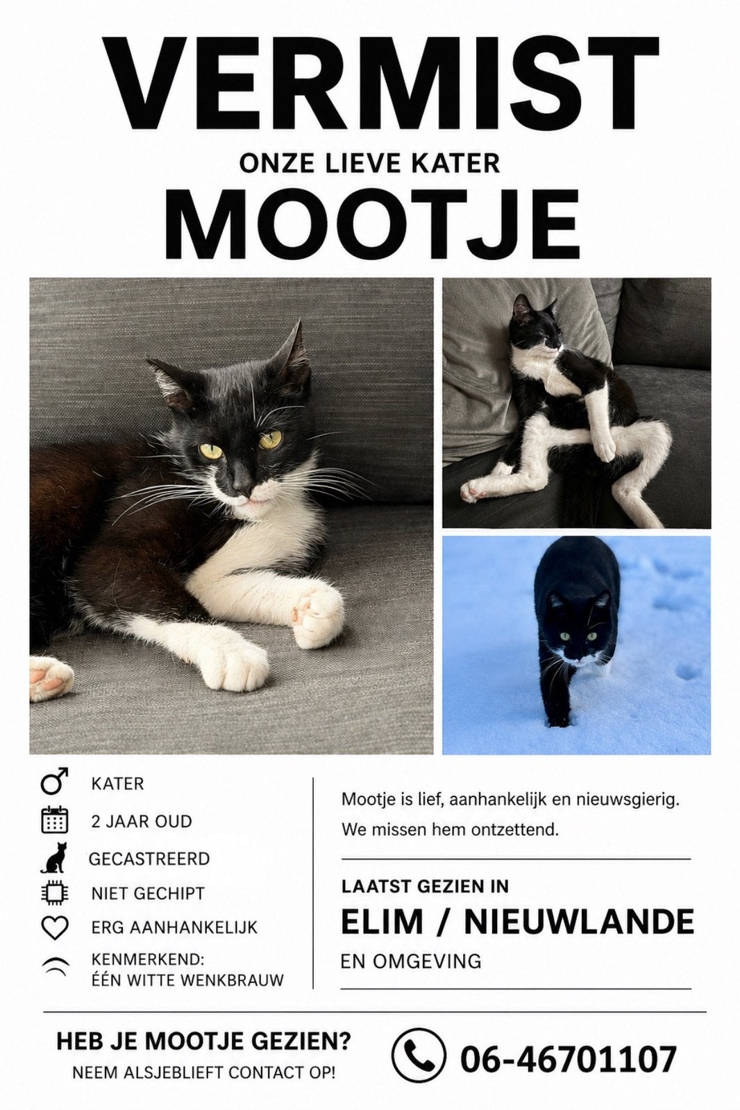 Vermist: Mootje aan Carstenswijk in Elim, Dieren en Toebehoren, Kat