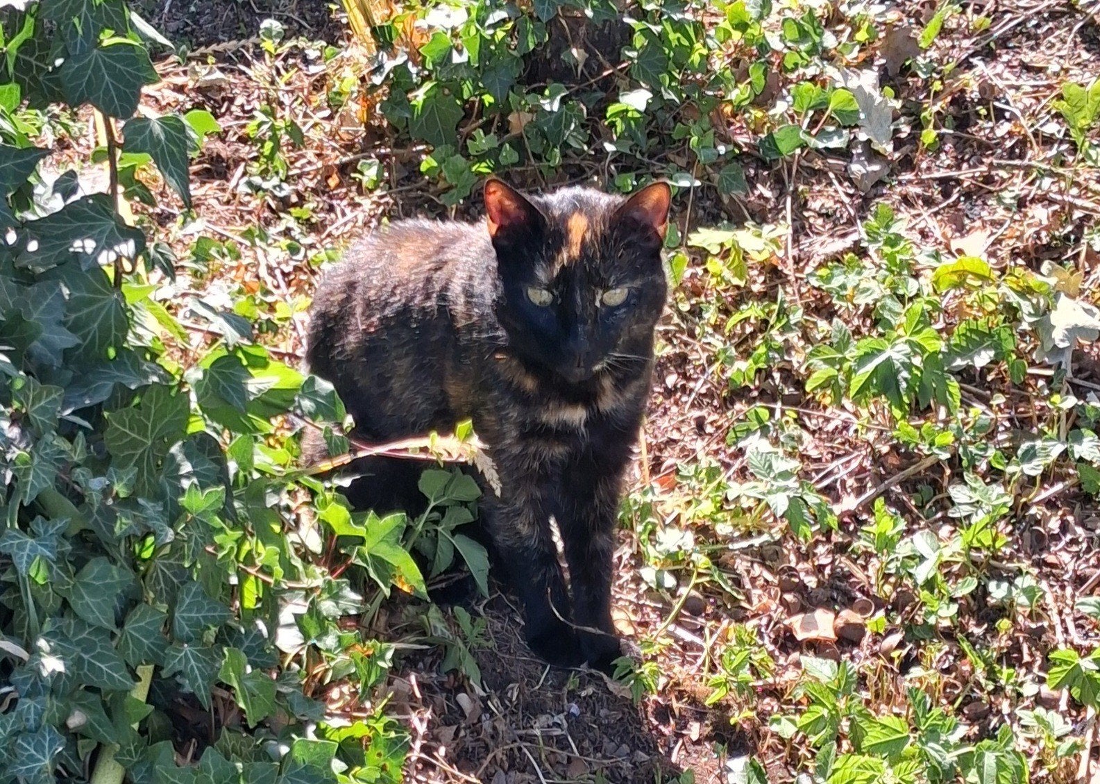 gratis aftehalen lieve poes, Dieren en Toebehoren, Poes