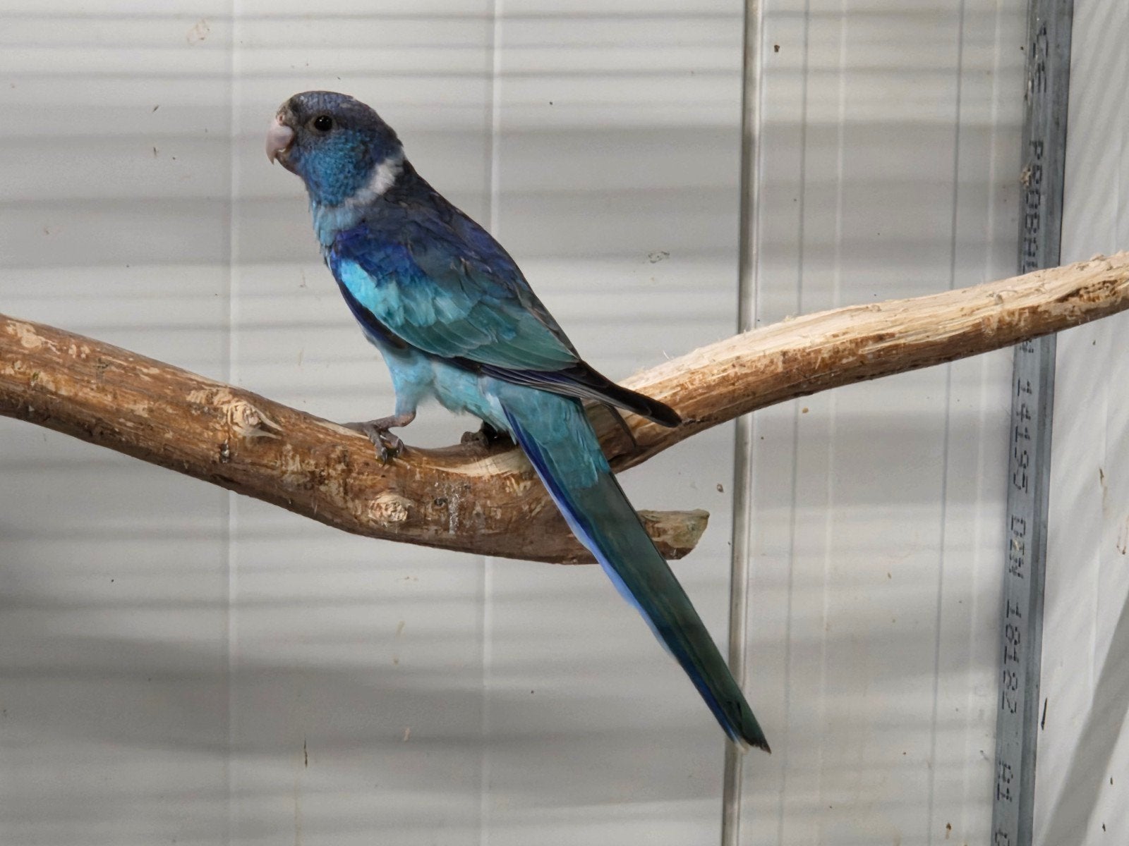 Blauwe barnards, Dieren en Toebehoren, Meerdere dieren, Parkiet