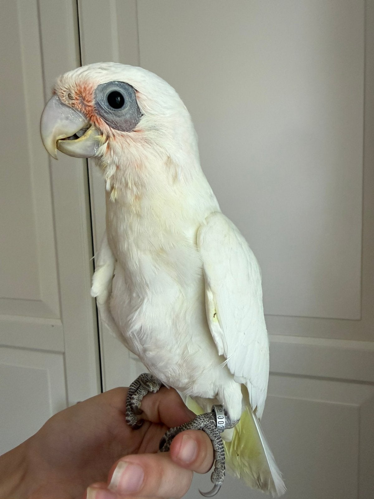 Jonge naaktoog kaketoes, Meerdere dieren, Papegaai, Pratend