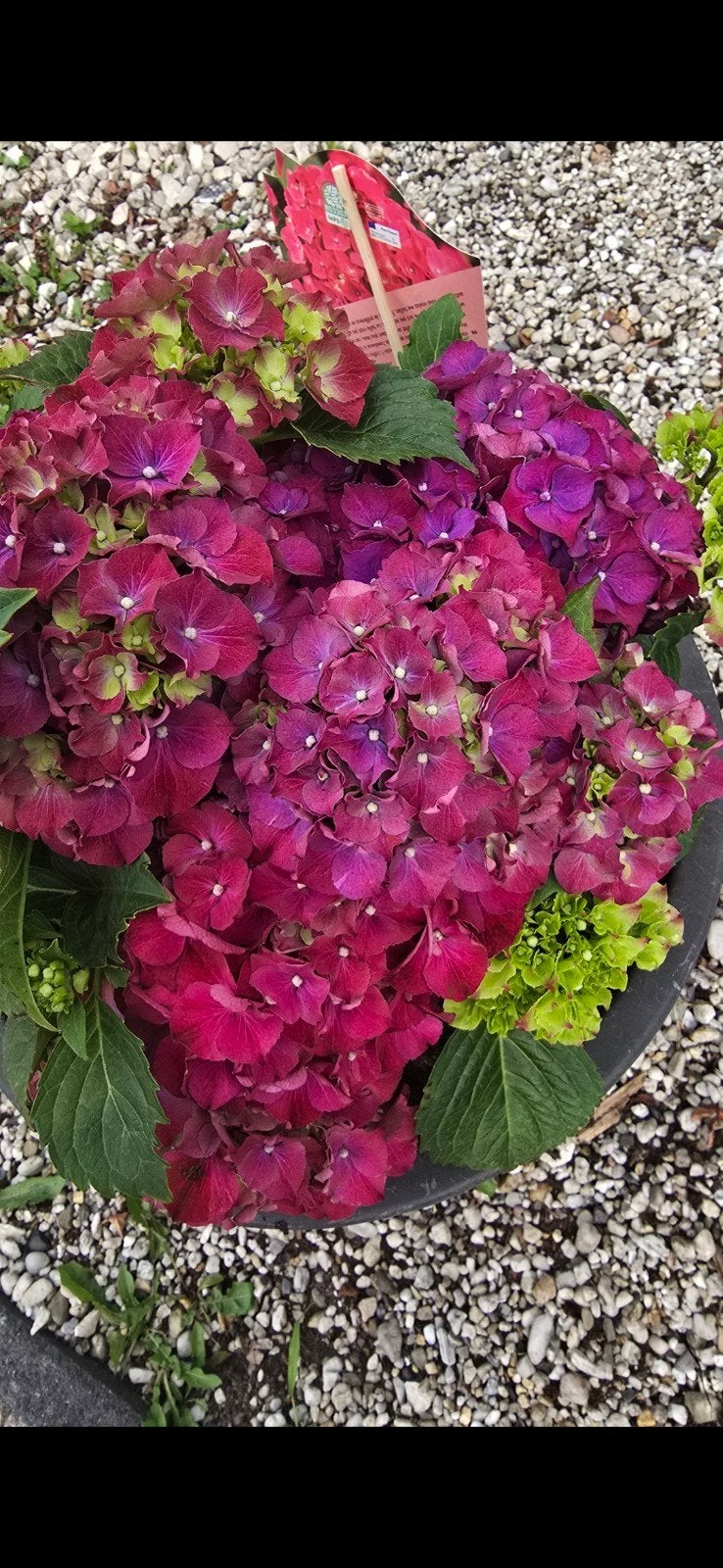 6 planten Hortensia / Hydrangea, Ophalen, Overige soorten, Halfschaduw