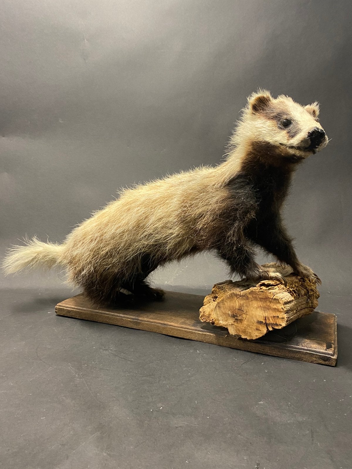 Taxiderma DAS meles hout stronk, Ophalen of Verzenden, Gebruikt, Opgezet dier