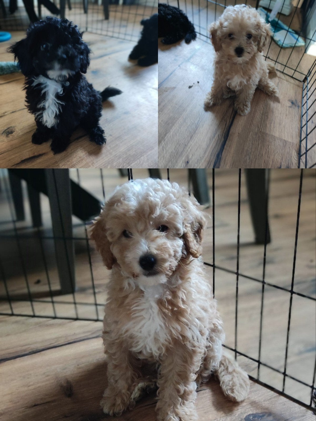 toy-poedel (dwerg), Dieren en Toebehoren, Honden | Niet-rashonden, 8 tot 15 weken, Parvo, Meerdere, Meerdere dieren