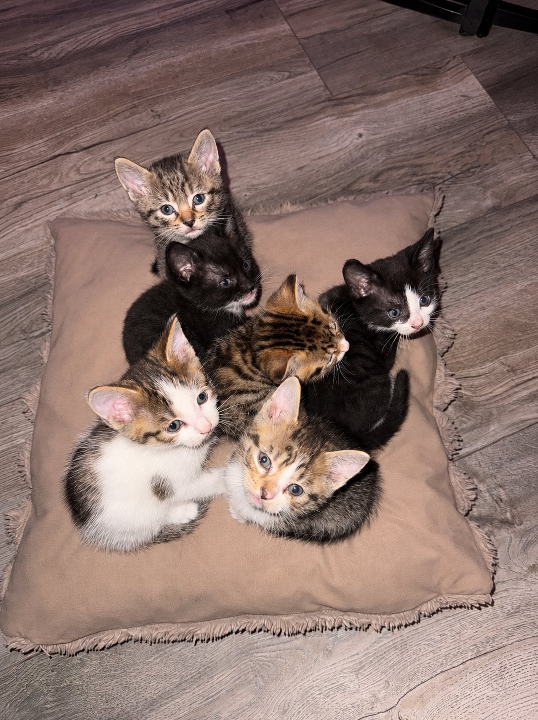 6 lieve kittens zoeken een gouden mandje, Meerdere dieren