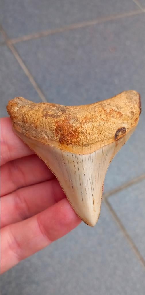 Megalodon haaientand fossiel uit Indonesië, Ophalen of Verzenden, Fossiel