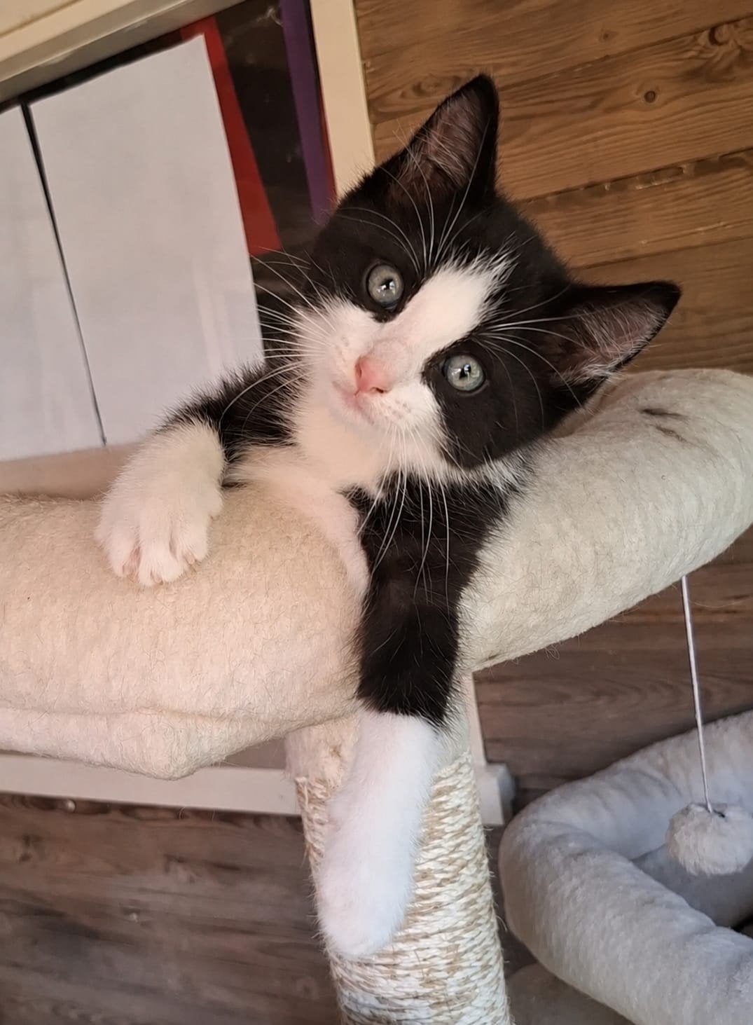 Ragdoll kittens, Meerdere dieren, Gechipt, 0 tot 2 jaar