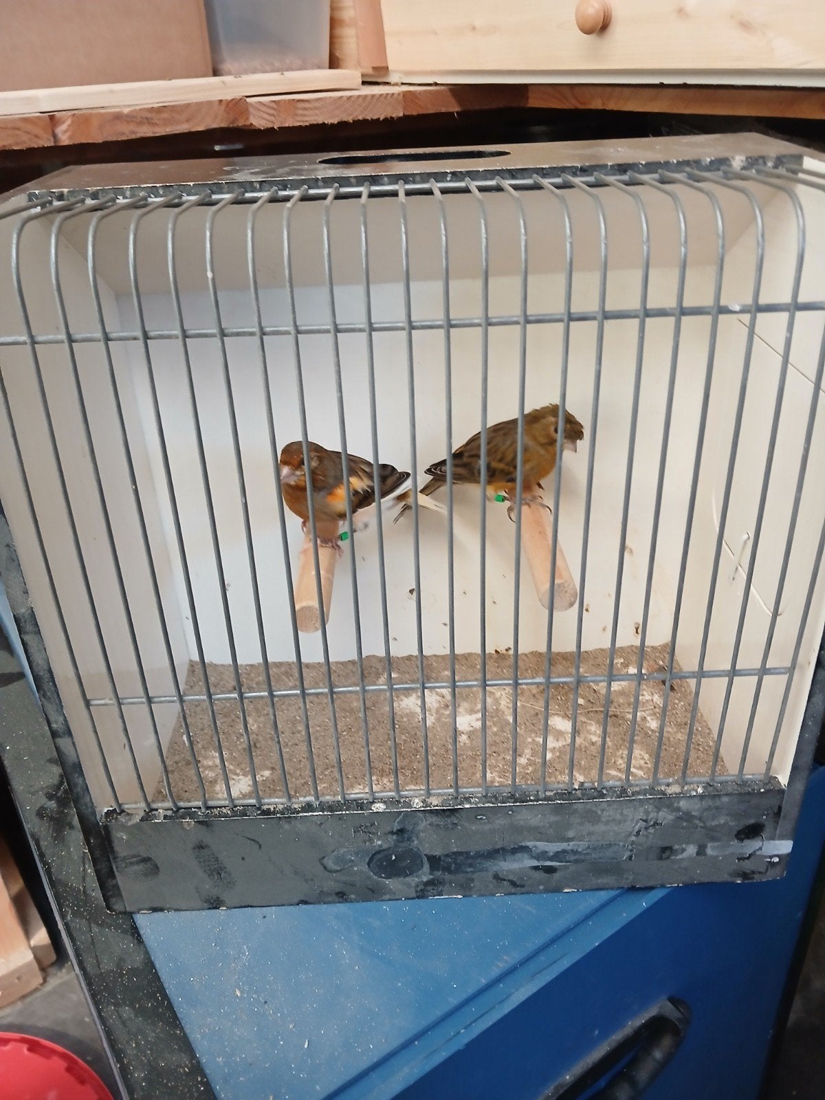 kanaries, Dieren en Toebehoren, Meerdere dieren, Kleurkanarie