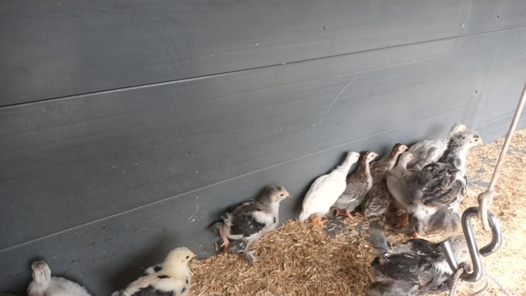 Parelhoender kuikens, Dieren en Toebehoren, Pluimvee, Geslacht onbekend, Overige soorten