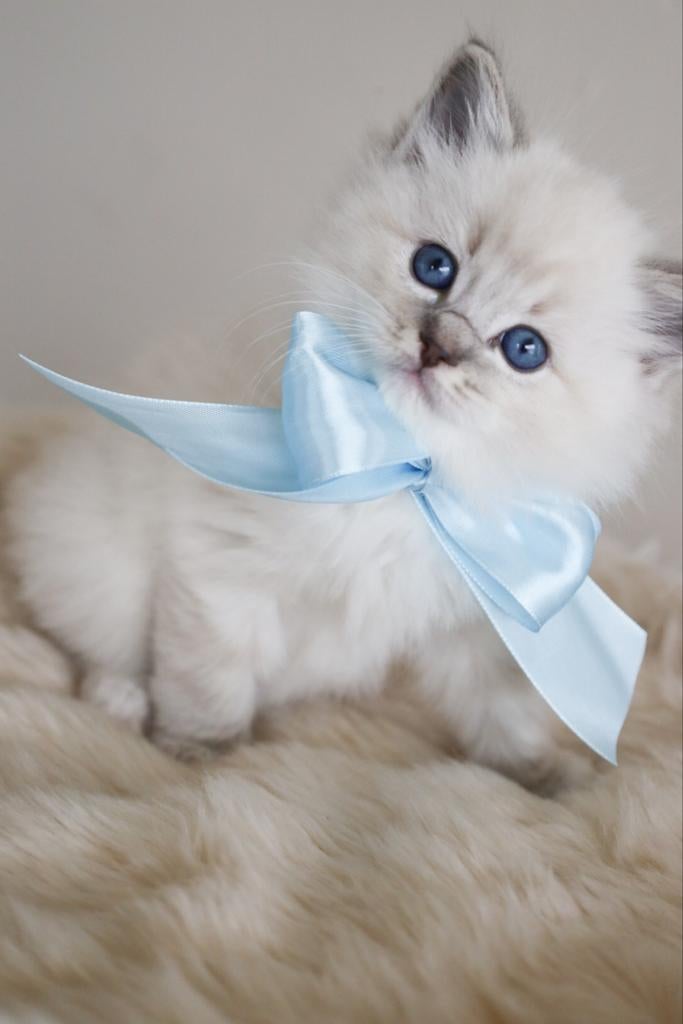 Gezonde, raszuivere Ragdoll kittens (mitted), Dieren en Toebehoren, Katten en Kittens | Raskatten | Langhaar, Meerdere dieren
