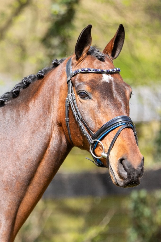Zeer braaf paard te lease Bert, Paardrijles of Ponykampen