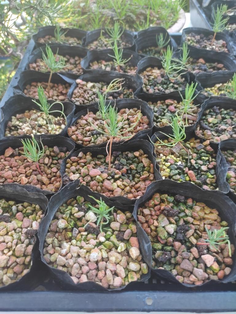 Pinus thunbergii zaailingen voor tuin en bonsai, Minder dan 3 m³, Ophalen of Verzenden