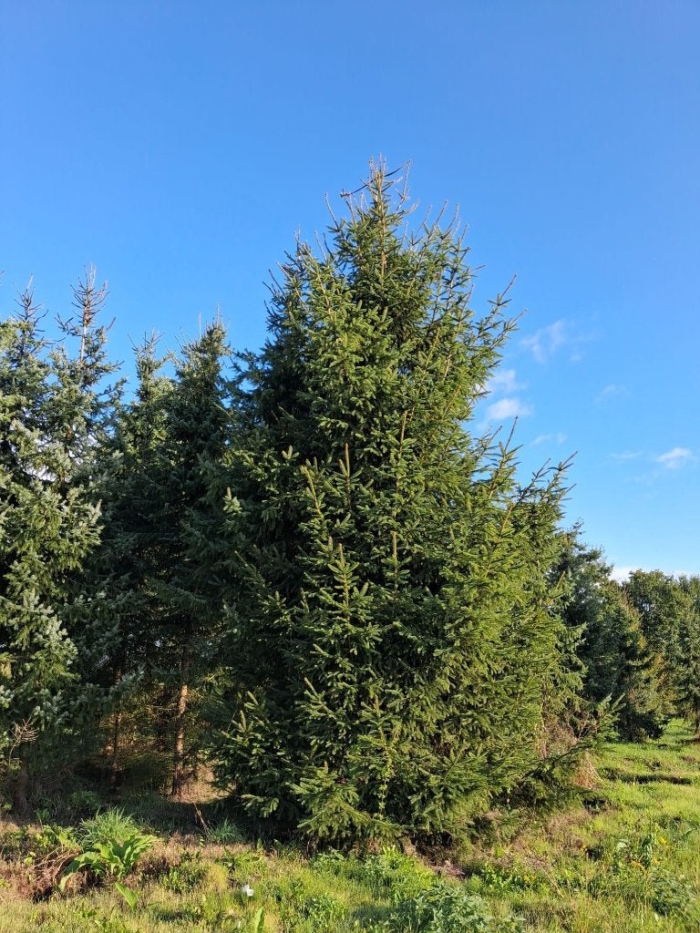 grote kerstboom 25 euro 7 -8 meter, Ophalen, Nieuw