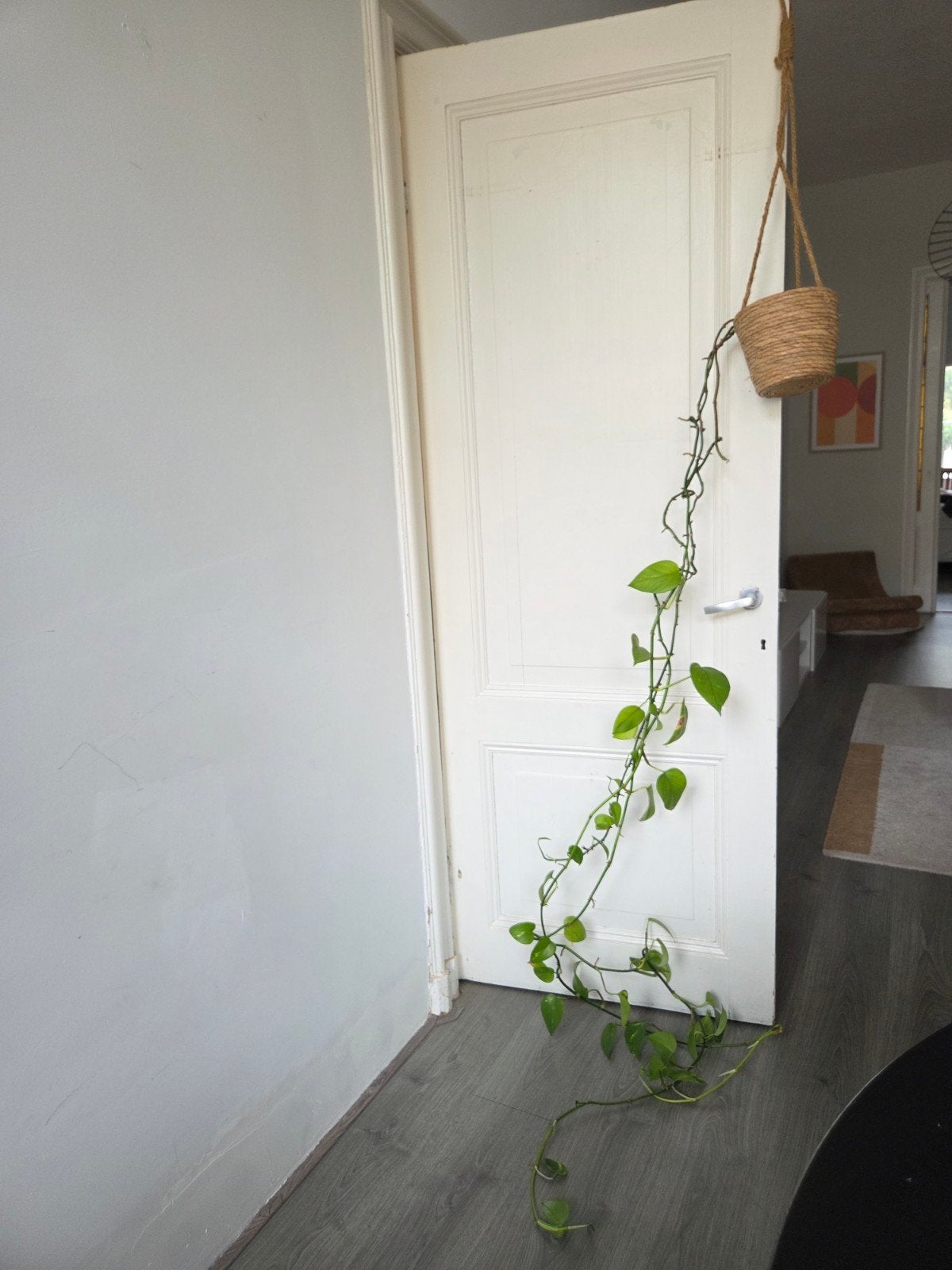 plant (Epipremnum Aureum) in hangpot, Huis en Inrichting, Ophalen, 100 tot 150 cm, Overige soorten, Halfschaduw
