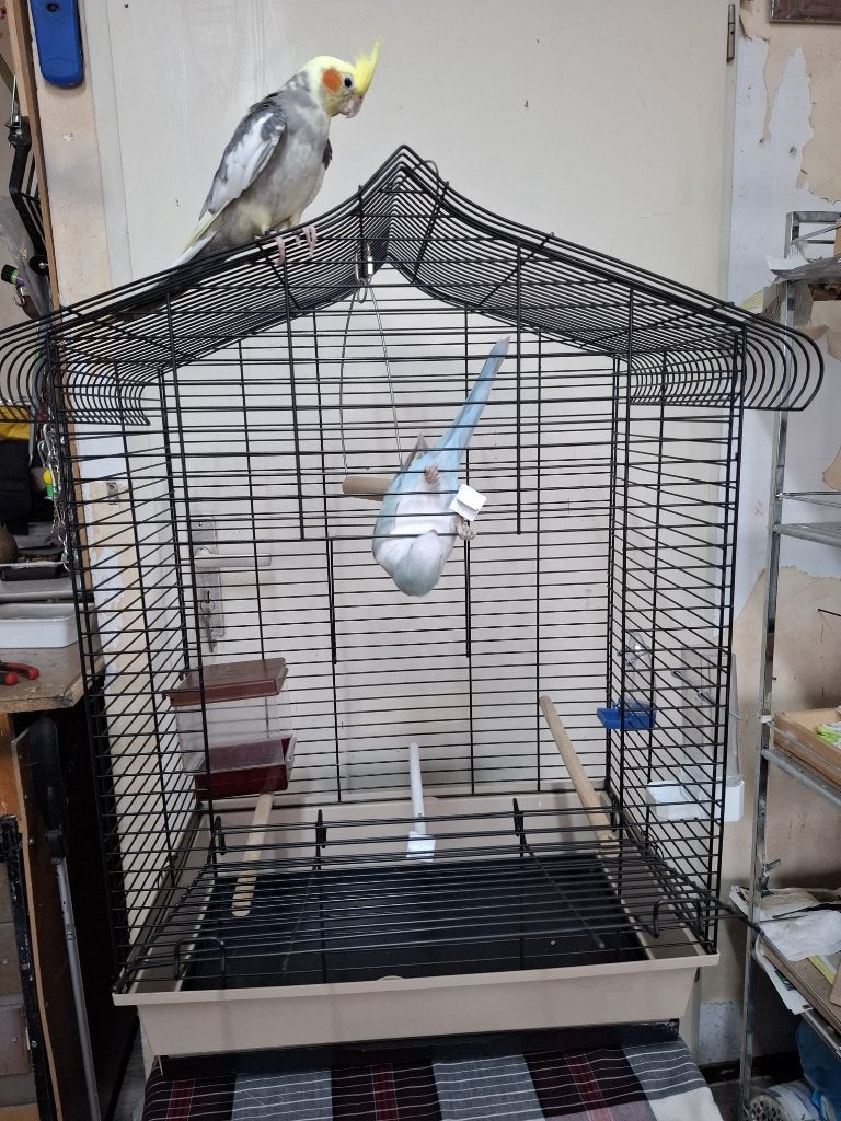 kooi voor valkparkieten vogels, Ophalen, Zo goed als nieuw, Metaal, Vogelkooi