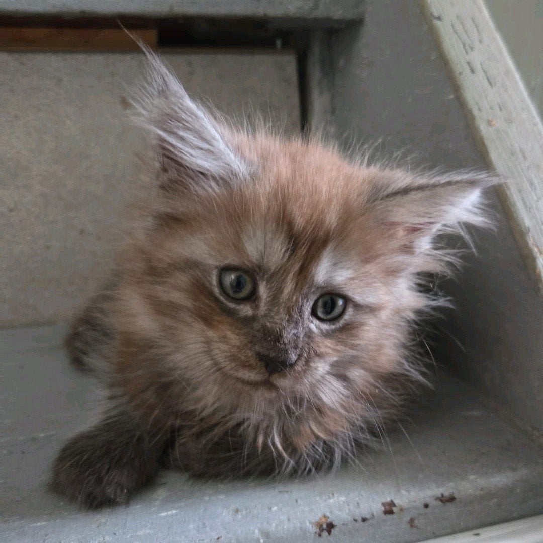 maine coon katertje met stamboom, Kater, Met stamboom, 0 tot 2 jaar
