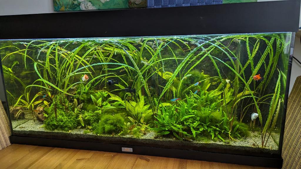 JUWEL 180L aquarium with cabinet + fish + extra equipment, Ophalen, Inclusief vissen, Juwel, Gevuld zoetwateraquarium