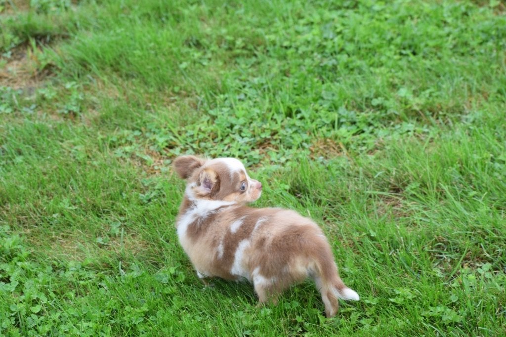 Chihuahua pups nieuwe nestjes, 15 weken tot 1 jaar, Buitenland, Parvo, Meerdere