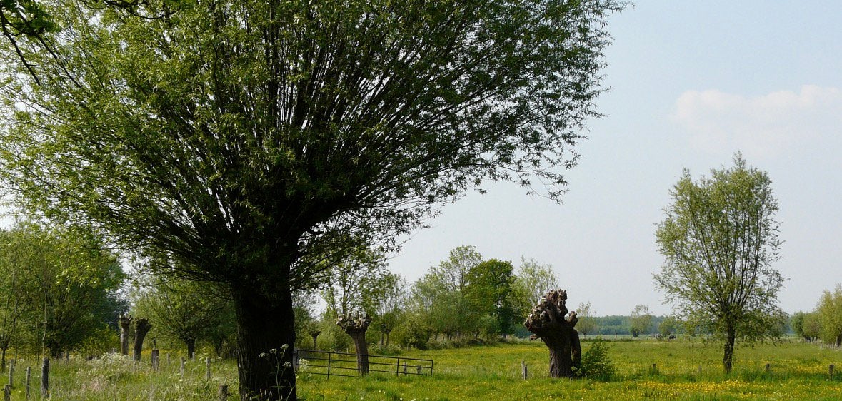 Gezocht wilgentakken, Ophalen of Verzenden