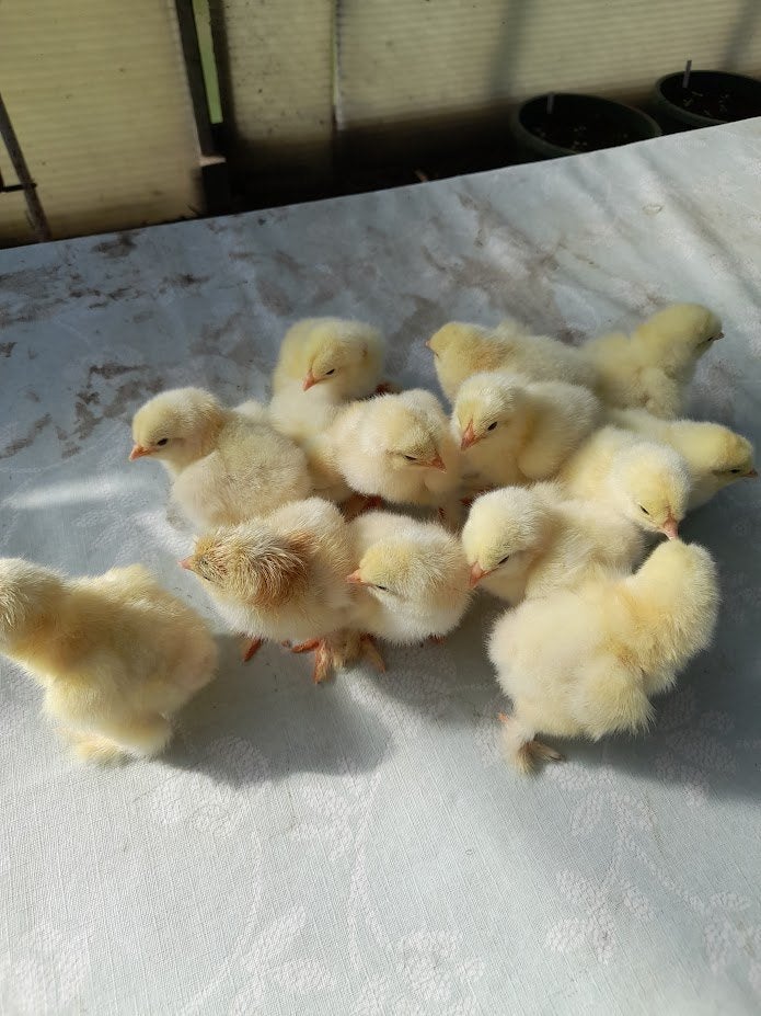 kuikens va Brahma zalm   groothoen, Geslacht onbekend, Kip