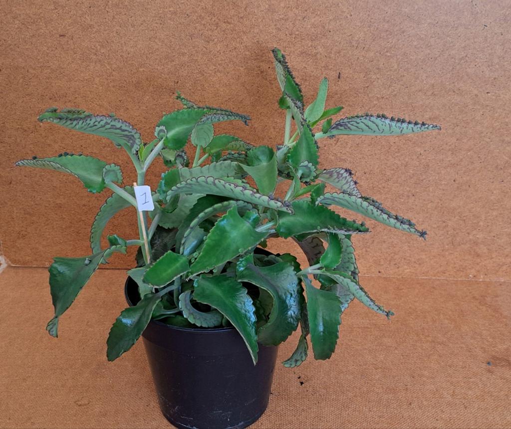 Kalanchoë diagremontiana (mother of thousands, bommenwerper), Huis en Inrichting, Kamerplanten, Ophalen, Halfschaduw, Minder dan 100 cm