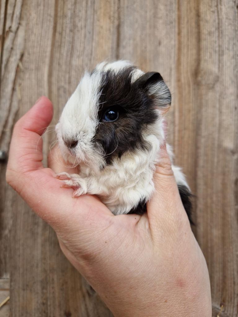 Jonge cavia mannen - beertjes, Dieren en Toebehoren, Knaagdieren, Mannelijk, Cavia, April, Tam