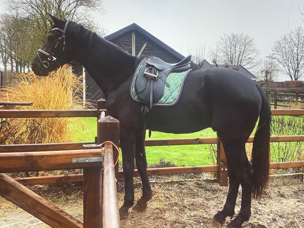 3,5 jarige ruin, Met stamboom, Ruin, Dressuurpaard, 170 tot 175 cm