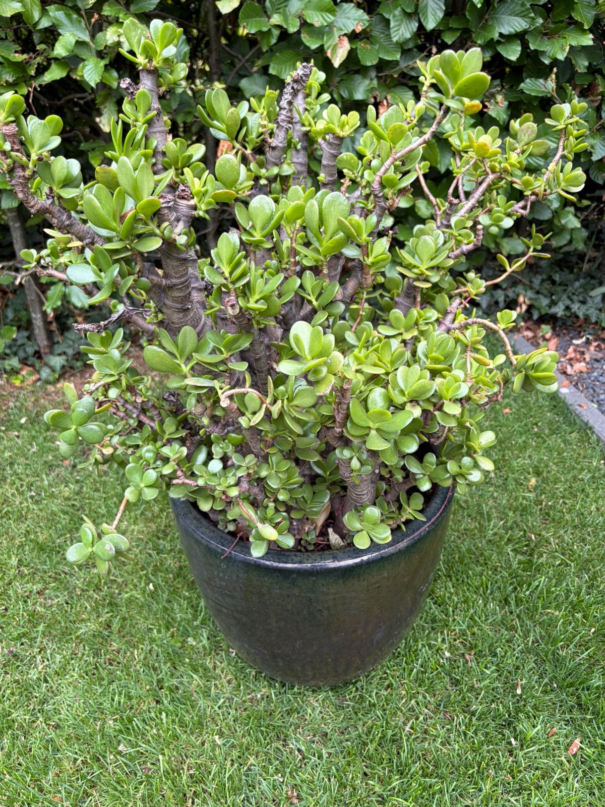 Crasulla Ovata geldboom of jadeplany, Ophalen, Halfschaduw, Minder dan 100 cm