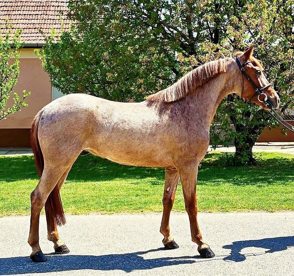 Snelle beslisser ? Ieder bod word overwogen!, Dieren en Toebehoren, Paarden, Merrie, Dressuurpaard, Met stamboom