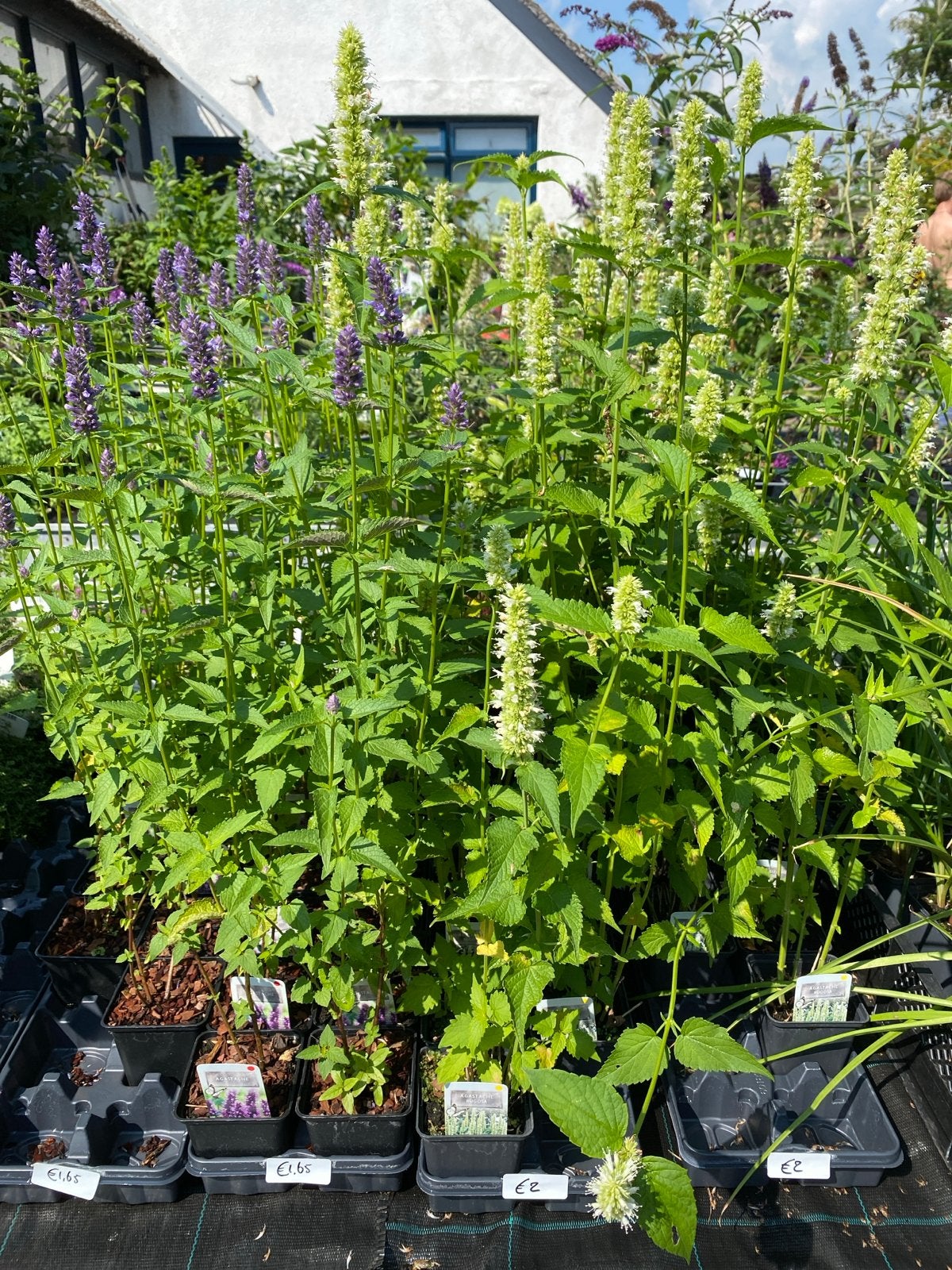 Agastache - Dropplant - Bijen- en vlinderlokker, Ophalen, Volle zon, Vaste plant, Kruiden