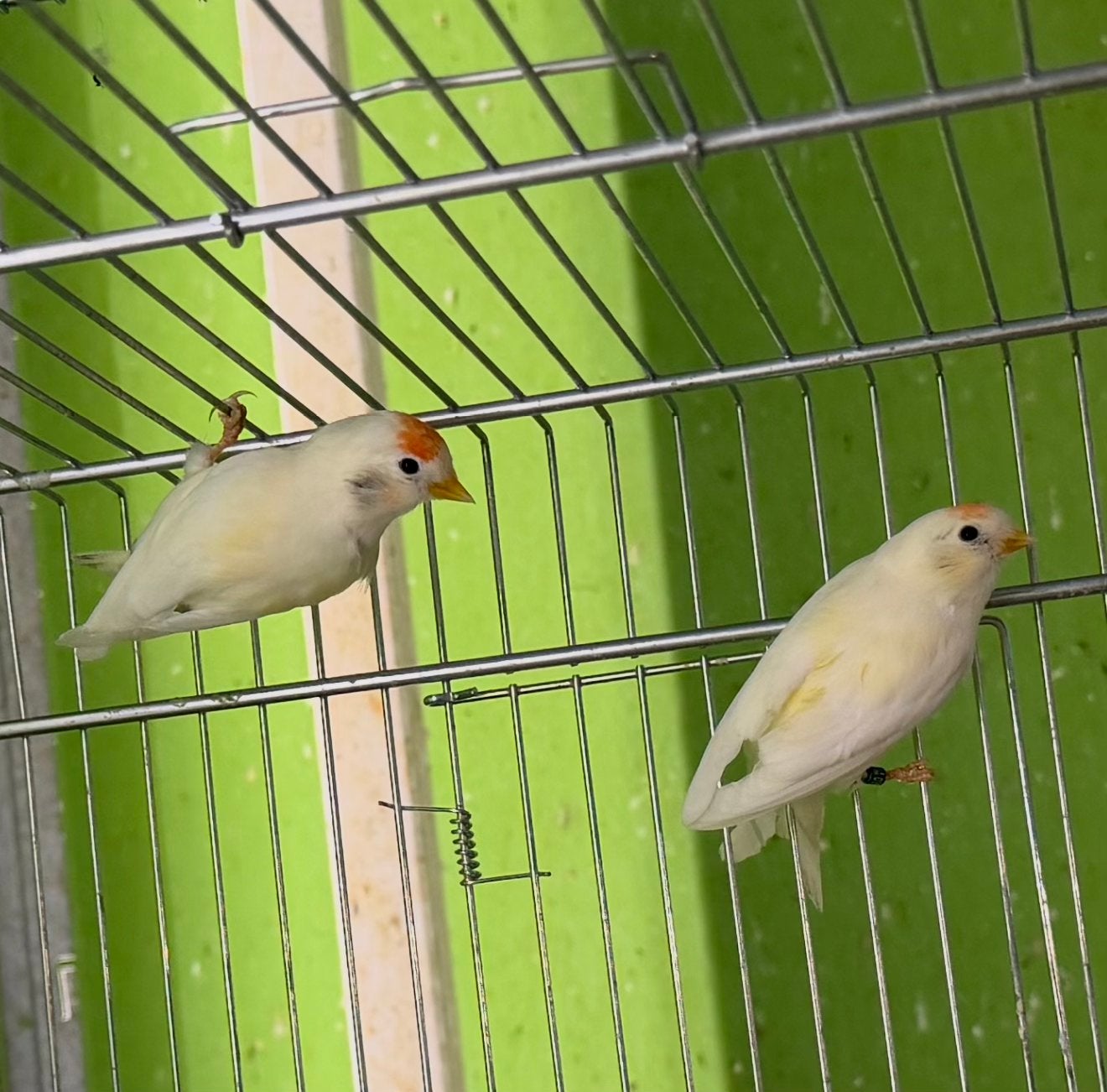 Bonte Barm Sijzen Siskin vogels 2026, Meerdere dieren, Wildzangvogel, Geringd