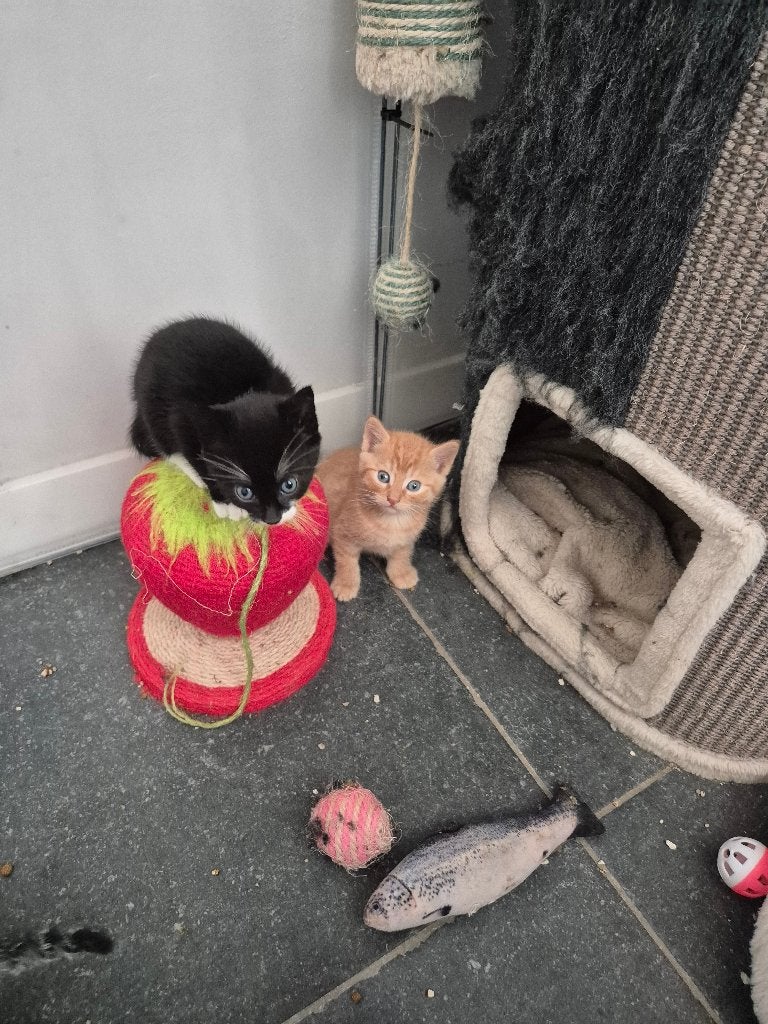 Boerderij kittens te koop zwart met wit nog over, Dieren en Toebehoren, Meerdere dieren, Langharig, 0 tot 2 jaar