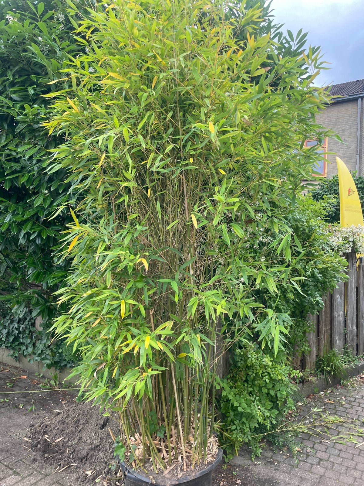Bamboeplant in bak, Tuin en Terras, Ophalen, Bamboe, 250 cm of meer