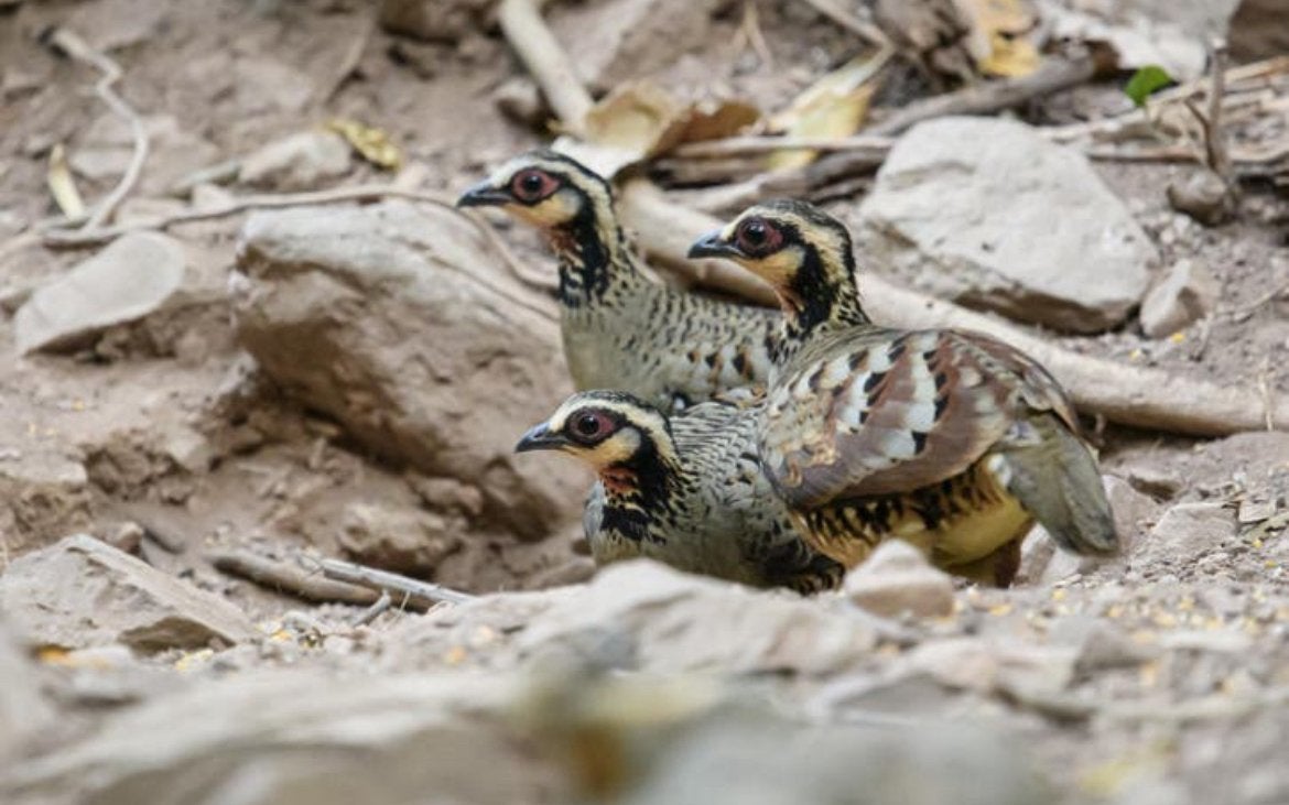 Bruinborst Bospatrijs broedeieren, Dieren en Toebehoren, Geslacht onbekend