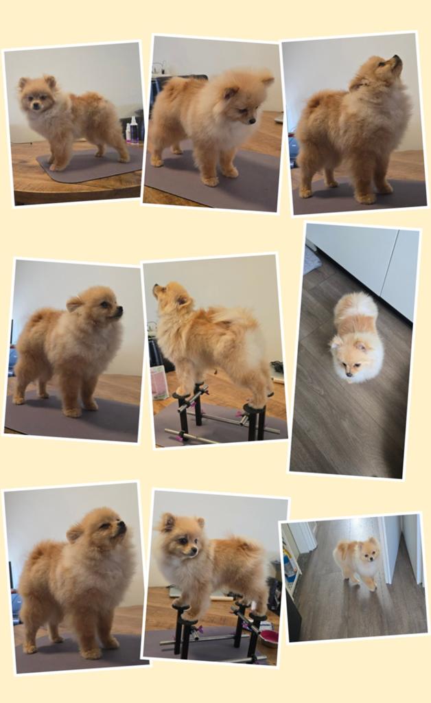 Pomeranian pup/reu met FCI stamboom, Particulier, Keeshond, 15 weken tot 1 jaar, Reu