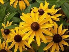 Rudbeckia, Tuin en Terras, Ophalen, Gehele jaar, Volle zon, Bloembol