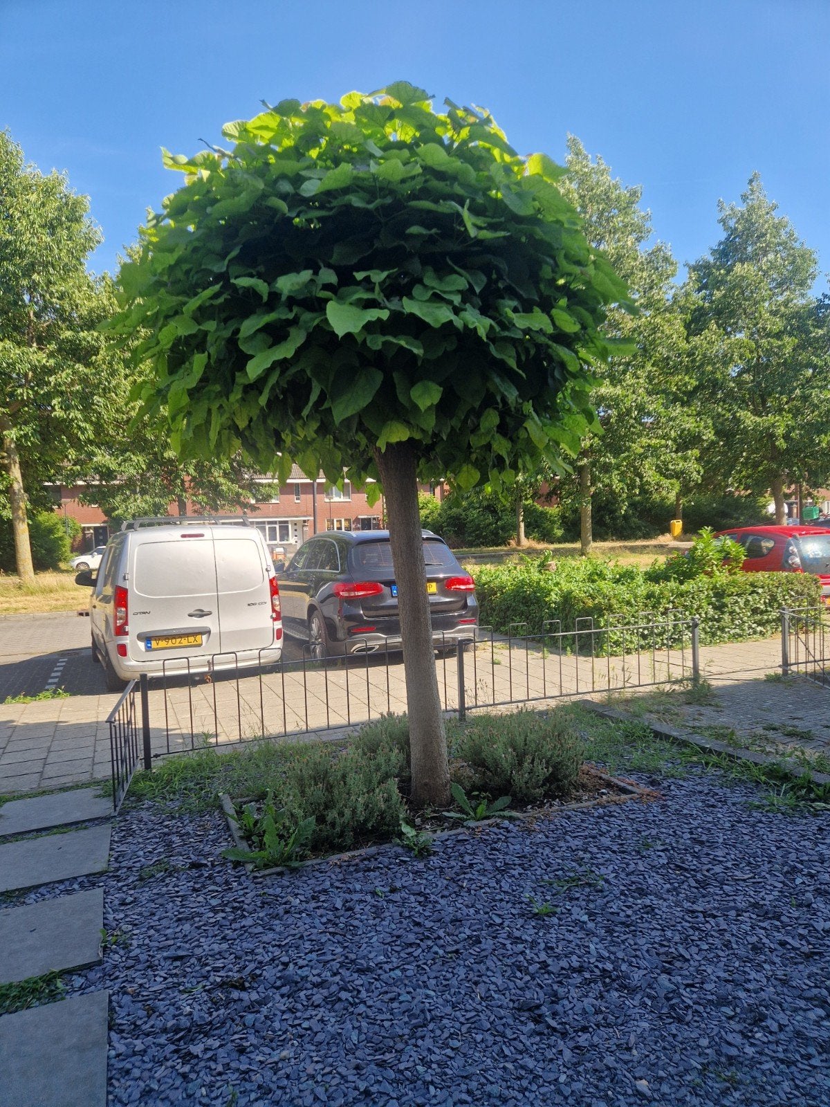Gratis ophalen bol catalpa, Tuin en Terras, Planten | Bomen, Ophalen of Verzenden, Lente, 100 tot 250 cm, Volle zon