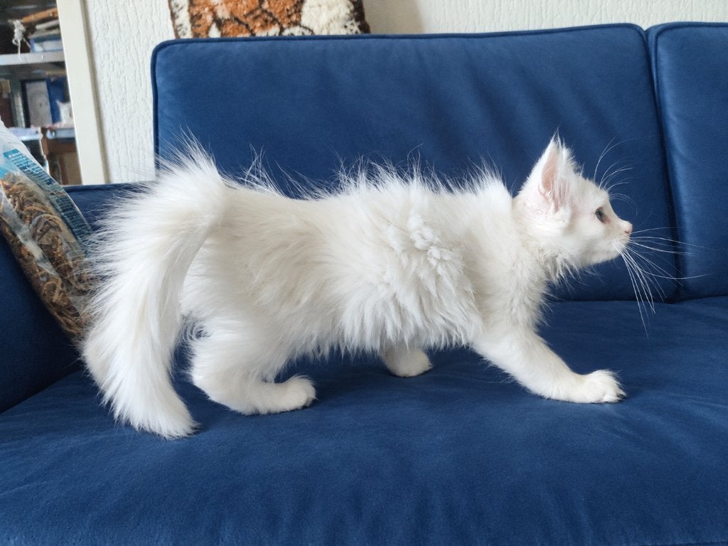 Fantastische langhaar kittens kruising Siberisch, Meerdere dieren, Langharig, 0 tot 2 jaar