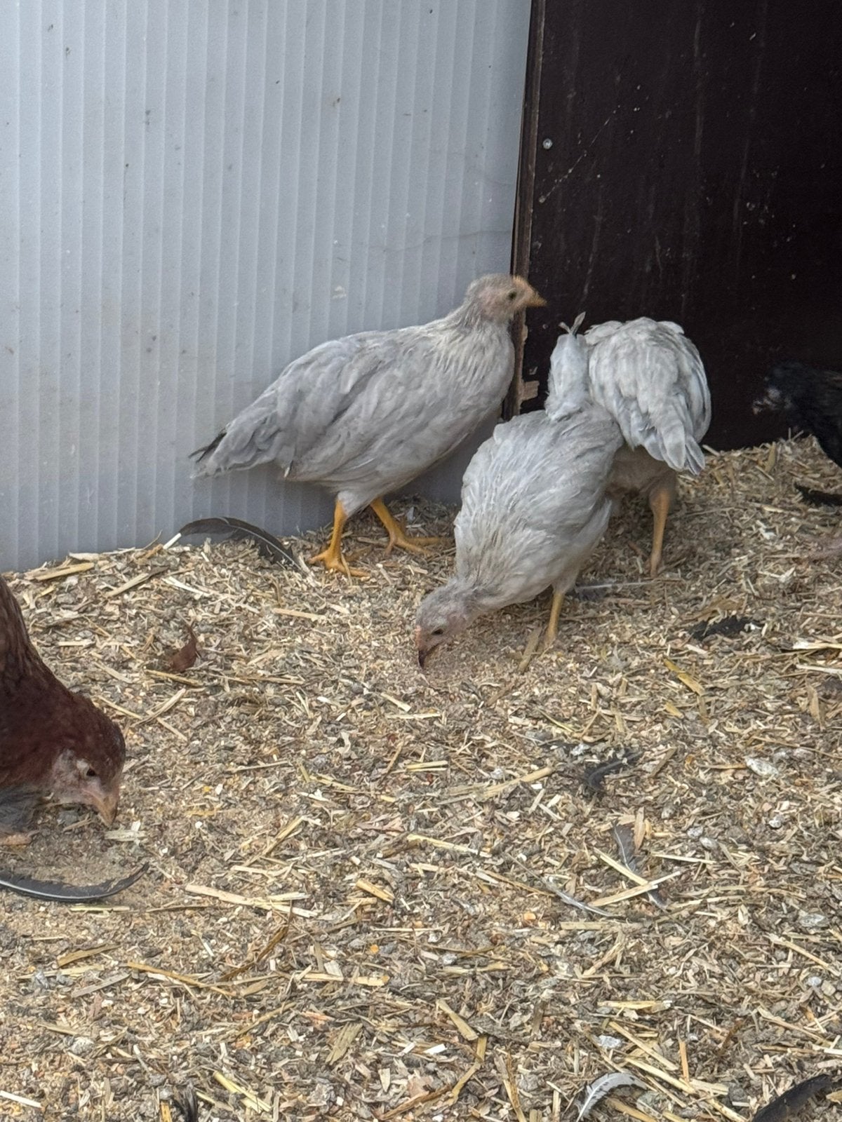 3 jonge leghorn isabel patrijs hennen te koop., Dieren en Toebehoren, Vrouwelijk, Kip