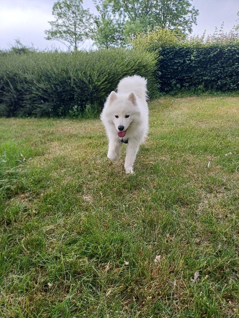Lieve Samojeed, Overige rassen, Teef, Eén hond, 3 tot 5 jaar