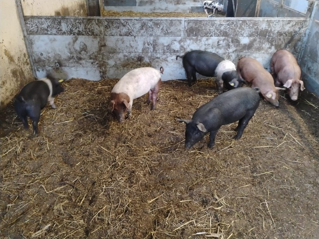 nog 6 husumer biggen eind mei geboren €.100,- incl. BTW, Dieren en Toebehoren, Meerdere dieren, Varken, 0 tot 2 jaar