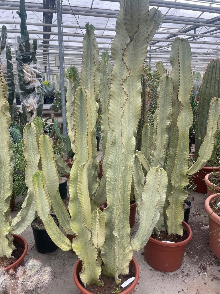 Cactus Euphorbia Ingens Marmorata circa 170 cm hoog, Ophalen, Halfschaduw, 150 tot 200 cm, Groene kamerplant
