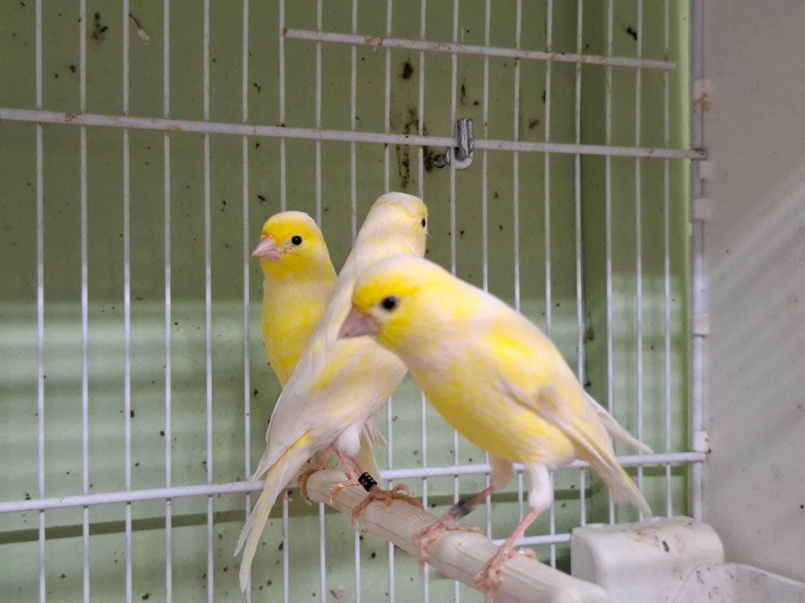 Rijnland kanaries, Dieren en Toebehoren, Vogels | Kanaries, Meerdere dieren, Kleurkanarie