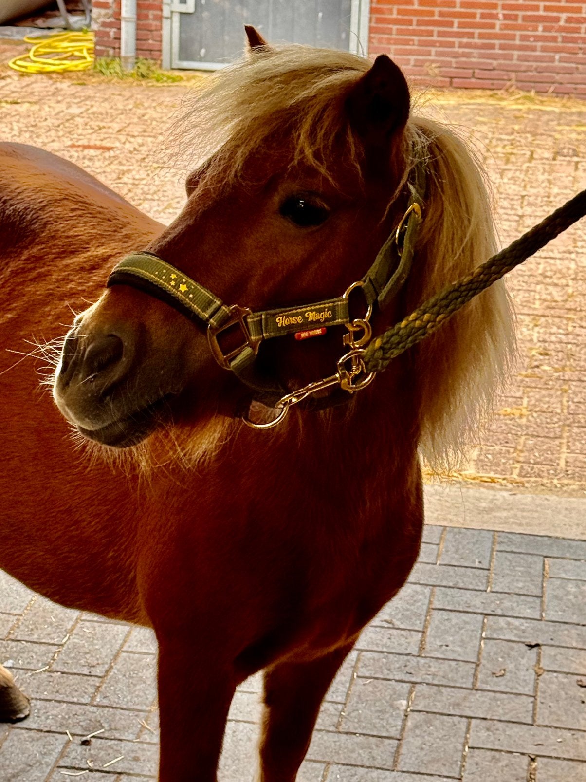 Prachtige shetlanders ️, Dieren en Toebehoren, Met stamboom, Niet van toepassing, A pony (tot 1.17m), 3 tot 6 jaar