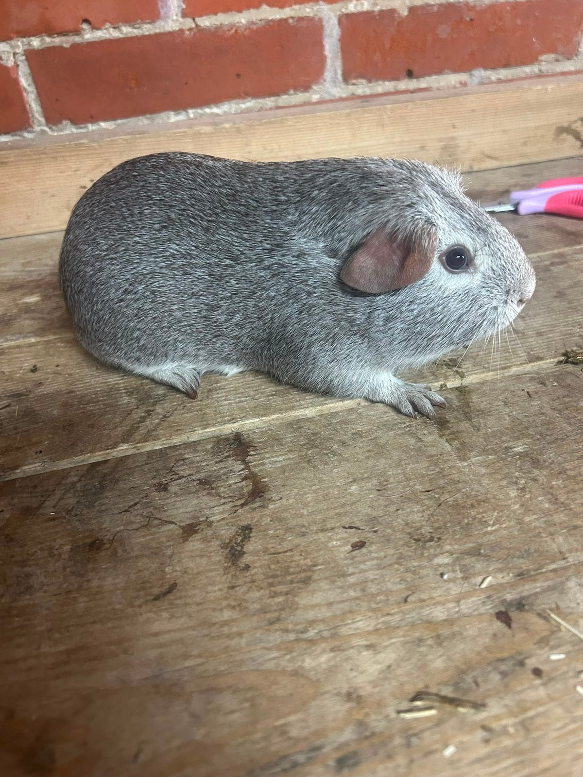Cinnamon agouti goadhaar cavia beer, Cavia, Februari, Mannelijk, Tam